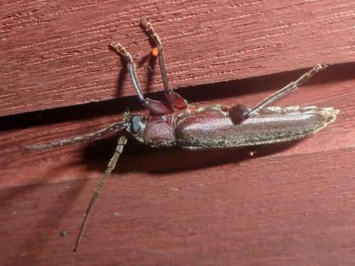 Réf. 185 449 : Arhopalus rusticus